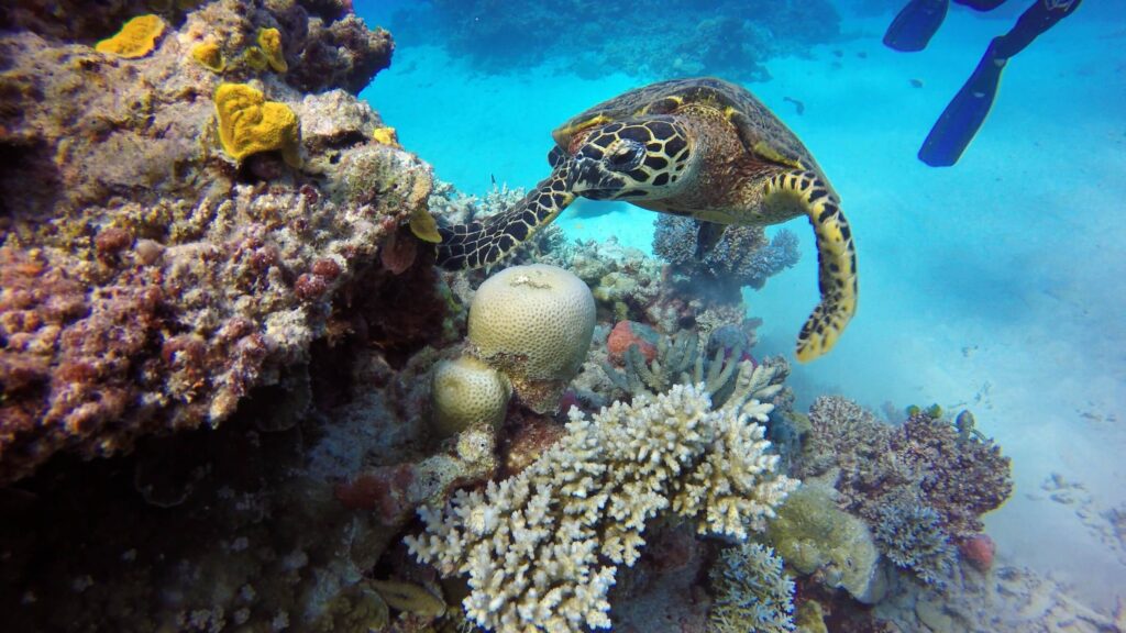 turtle at great barrier reef